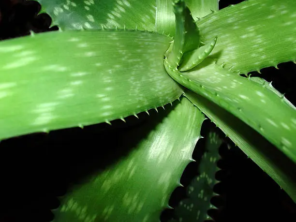 aloe vera plant
