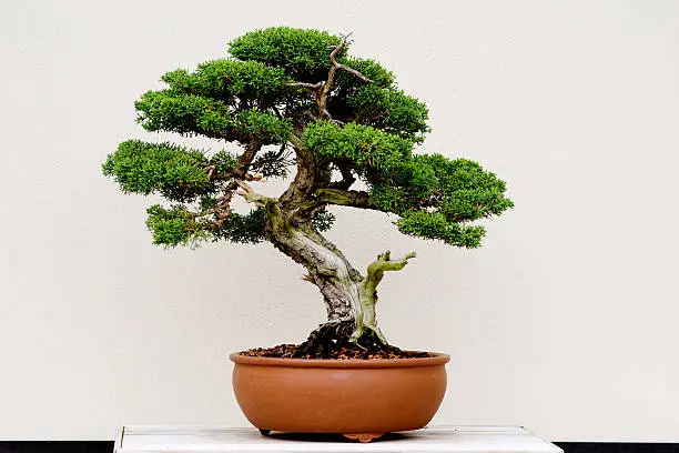 bonsai boom