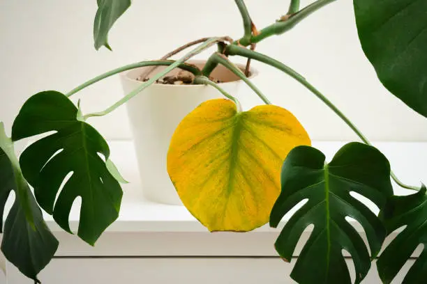 Gele bladeren plant