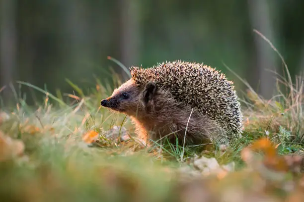 egel in de tuin