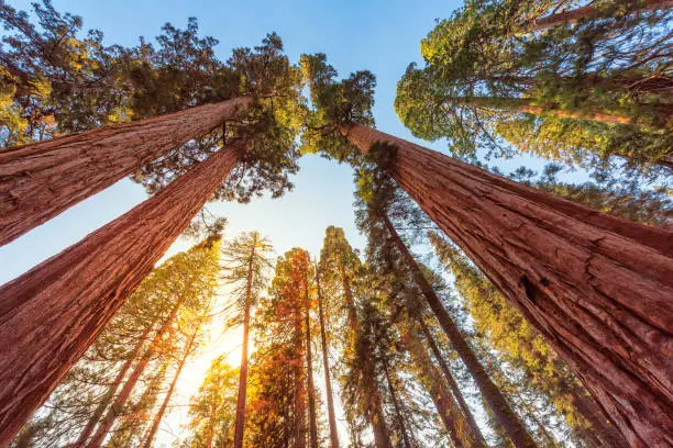 grootste boom ter wereld
