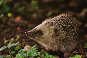 Egel