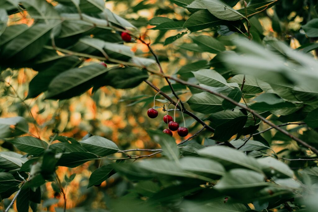 Kersenboom
