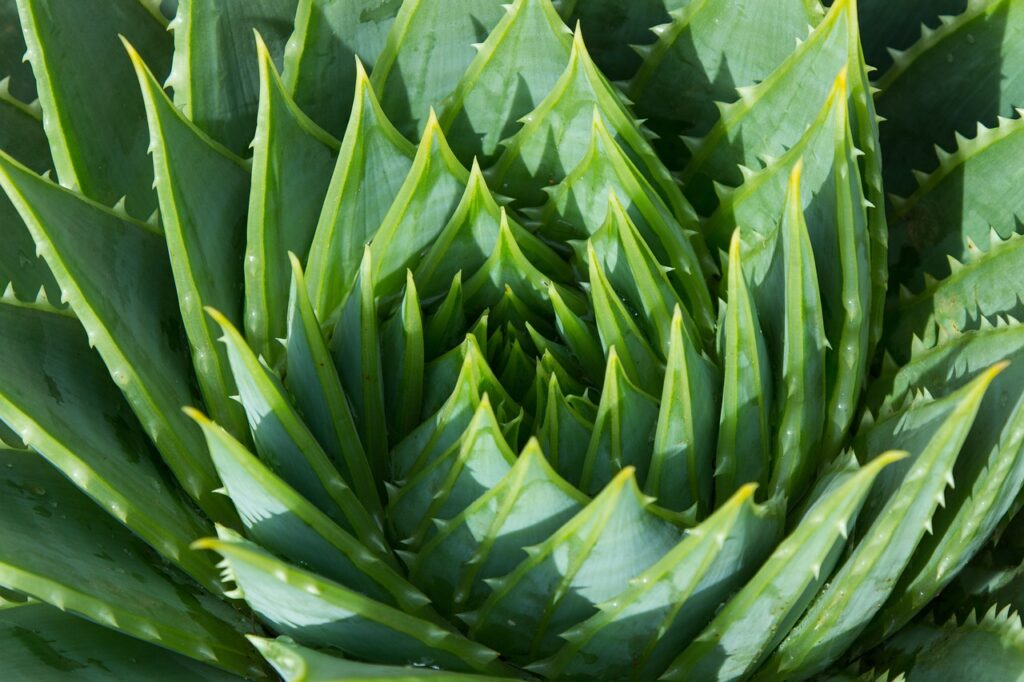 aloe