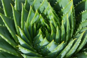 aloe