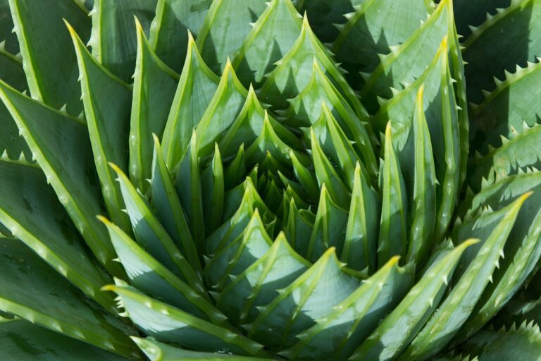 aloe