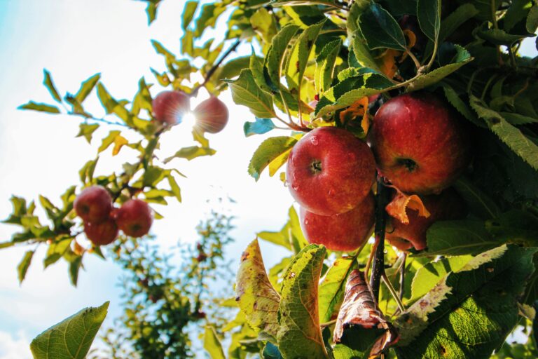 appels