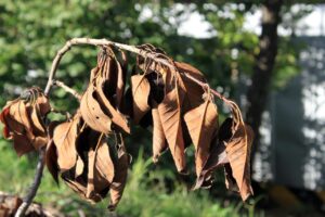 kortst levende planten