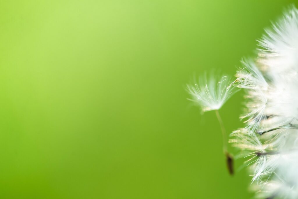 goedkoop minimalisme in tuin