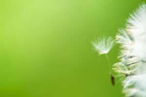goedkoop minimalisme in tuin