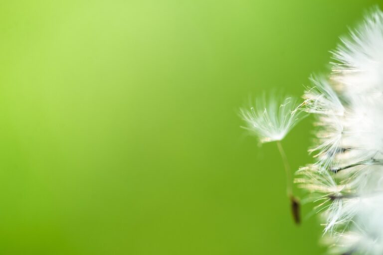 goedkoop minimalisme in tuin