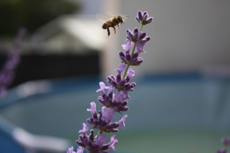 lavendel