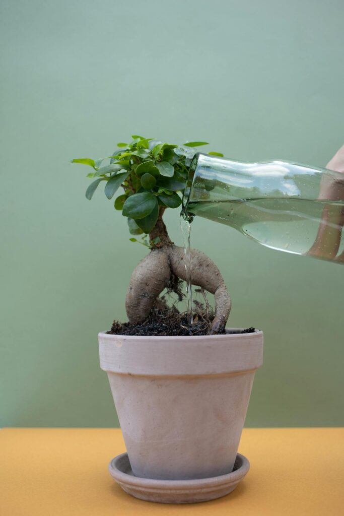 plant