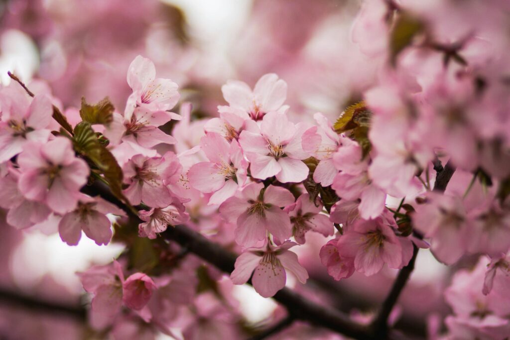 Kersenbloesems