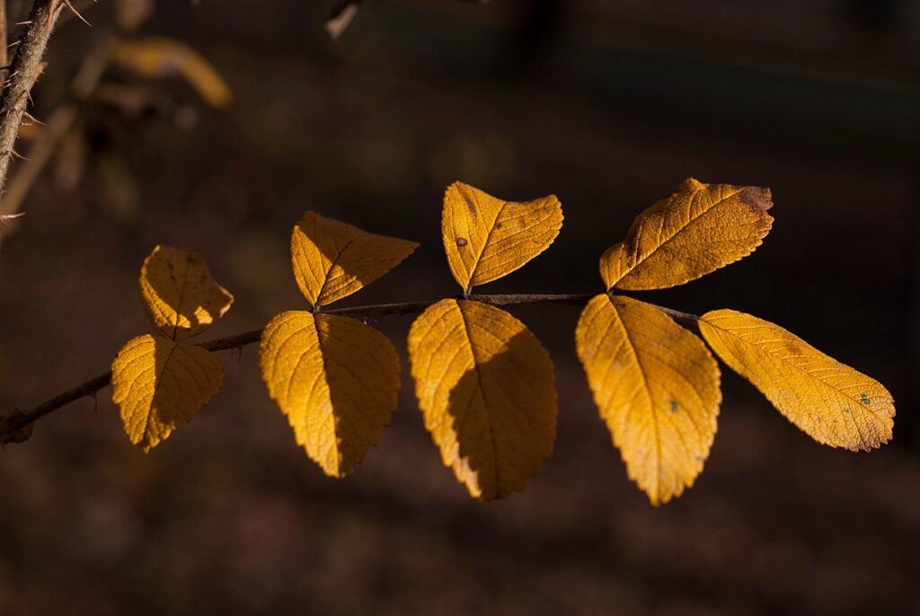 autumn bladeren