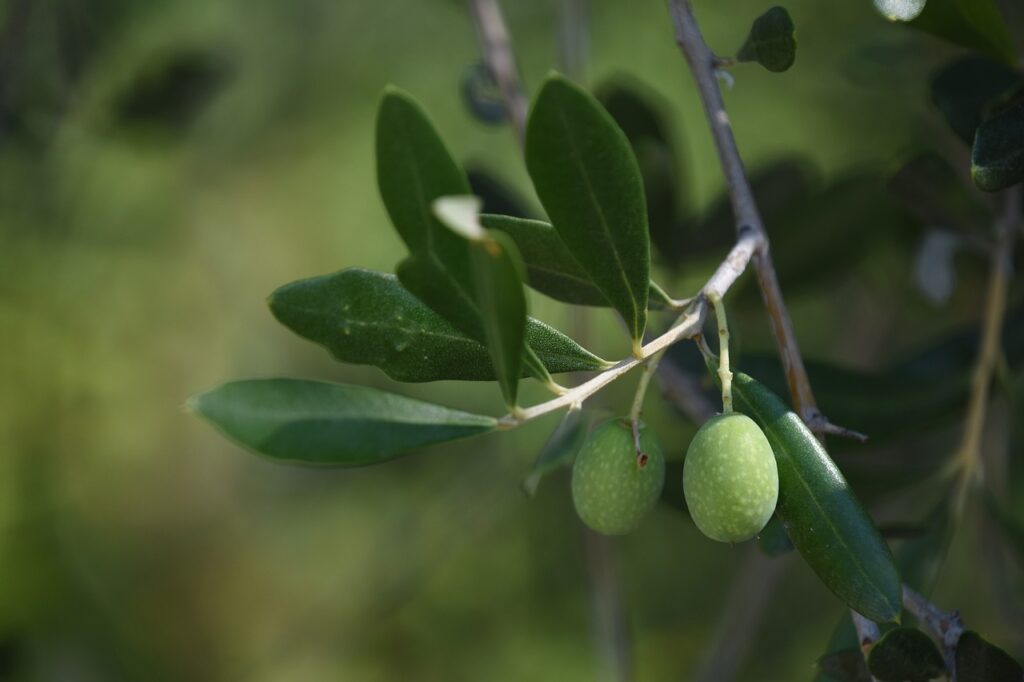 olives