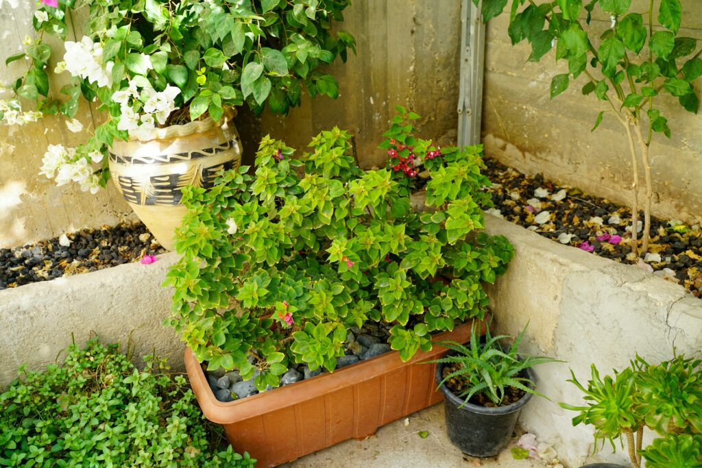 planten in bloempotten in de tuin